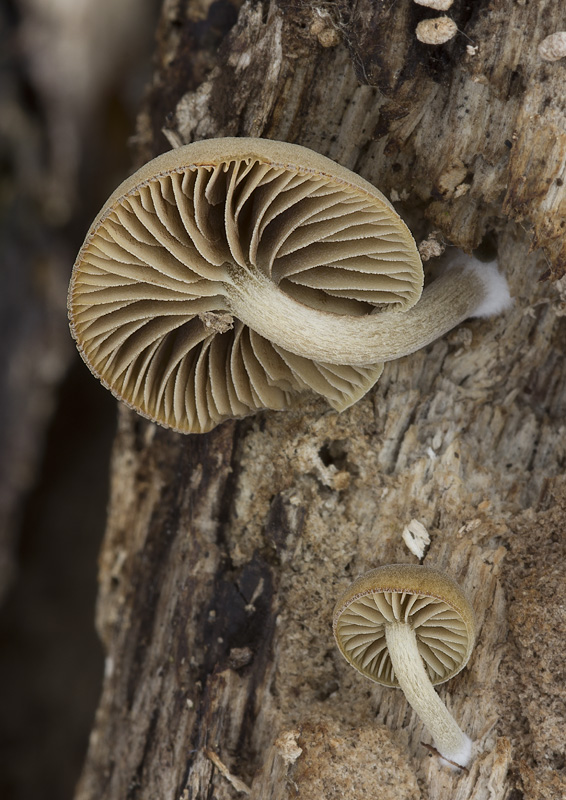 Simocybe suptuosa